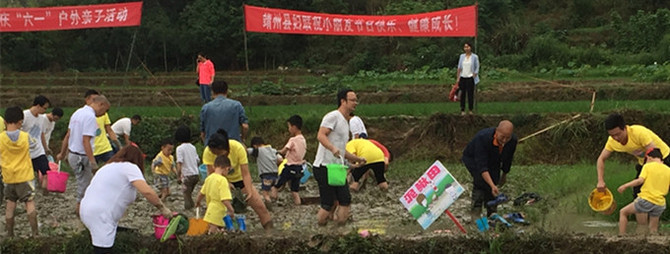 靖州县幼儿园家长正在泥鳅田捉泥鳅