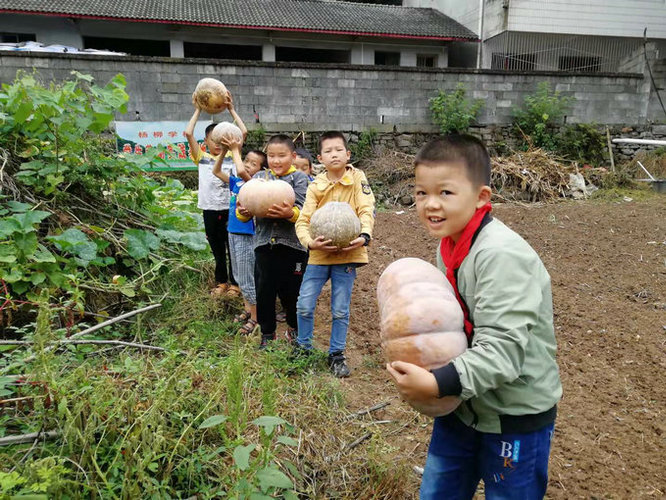 杨柳学校的孩子们采摘南瓜