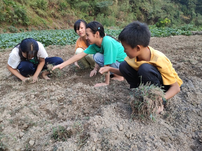 学生在认真拔草_副本