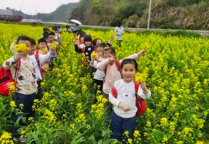 新田县幼儿园：把课堂搬进田野 油菜花田感受春光2