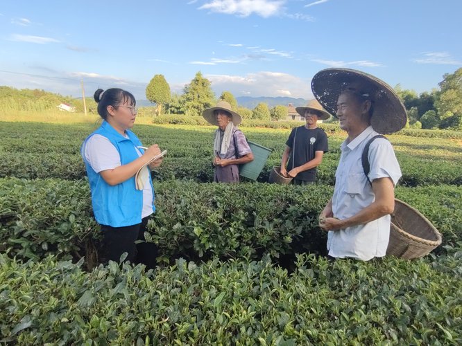 采访茶农照片_proc